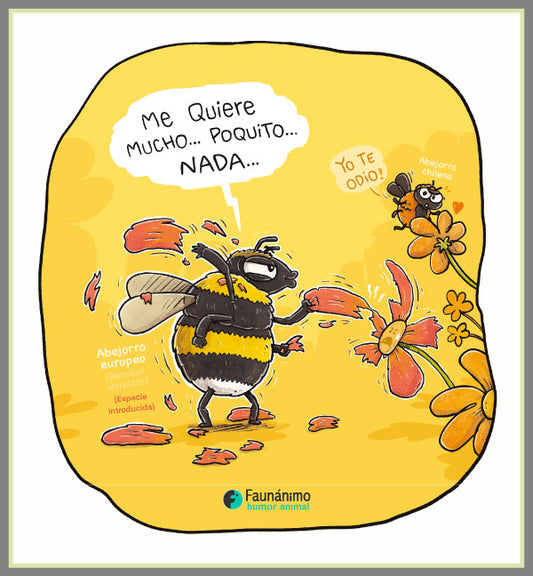 Abejorro europeo / invasor