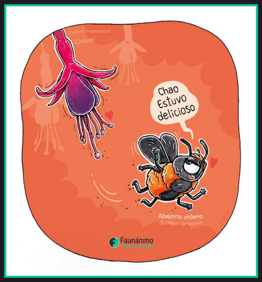 Abejorro chileno (Bombus dahlbomii)