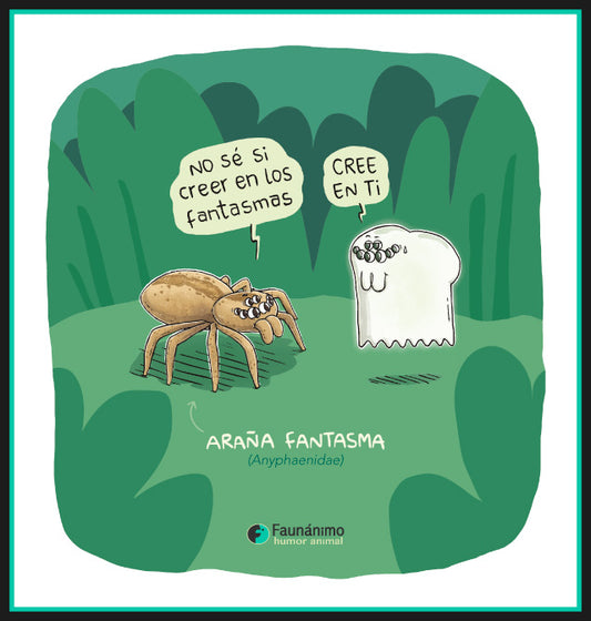Araña fantasma