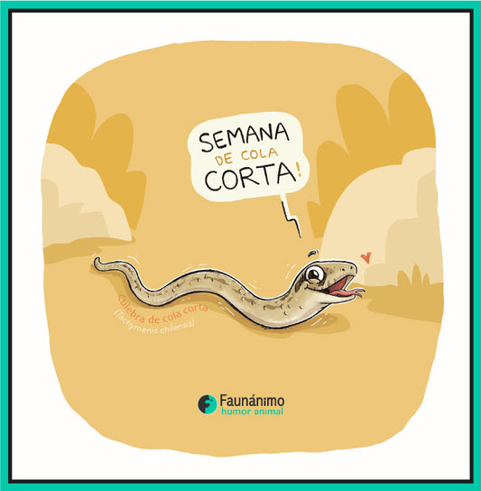 Semana de Cola corta