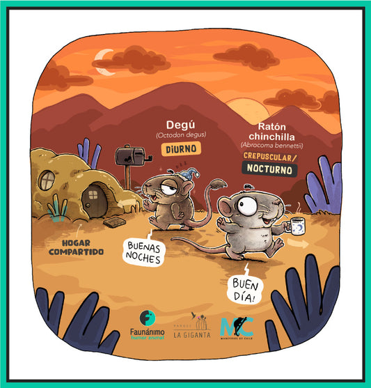 Degú y Ratón chinchilla