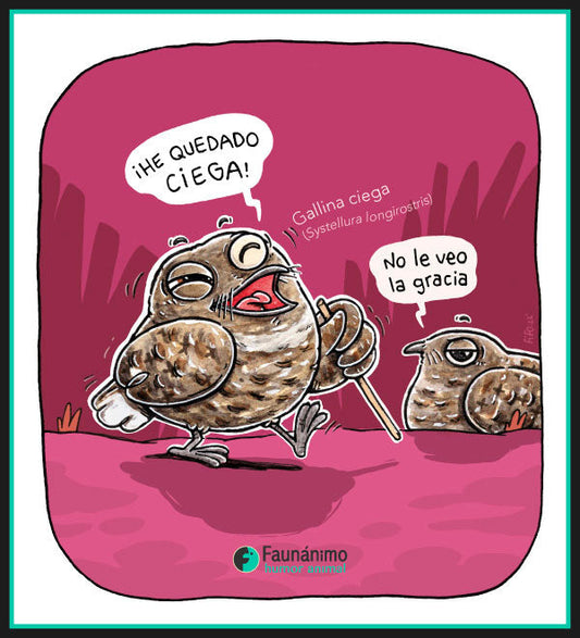 Gallina ciega (Systellura longirostris)