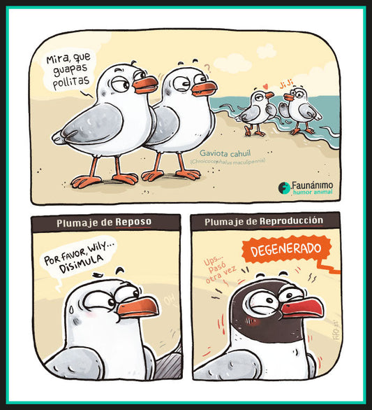 Gaviota Cahuil (Chroicocephalus maculipennis)