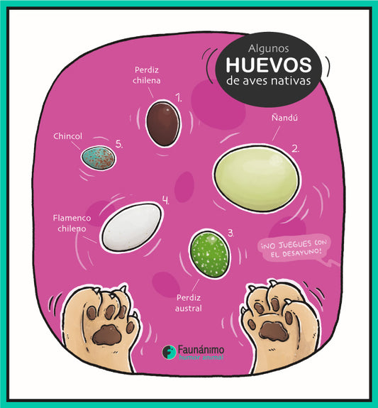 Huevos de aves nativas