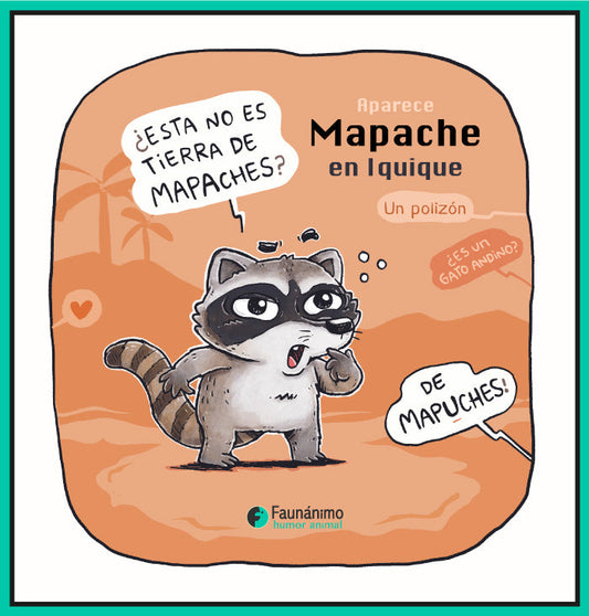 Mapache en Iquique