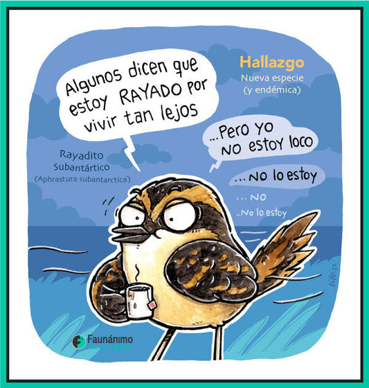 Rayadito subantártico (Aphrastura subantarctica)