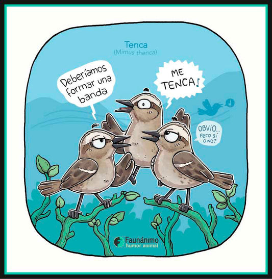 Tenca (Mimus thenca)