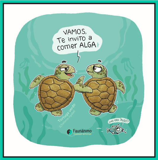 Tortugas Comer Alga