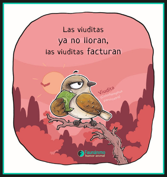 Viudita (Colorhamphus parvirostris)