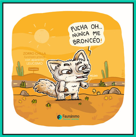 Zorro chilla pálido