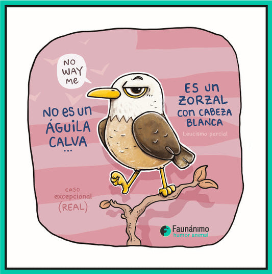 Zorzal con cabeza blanca