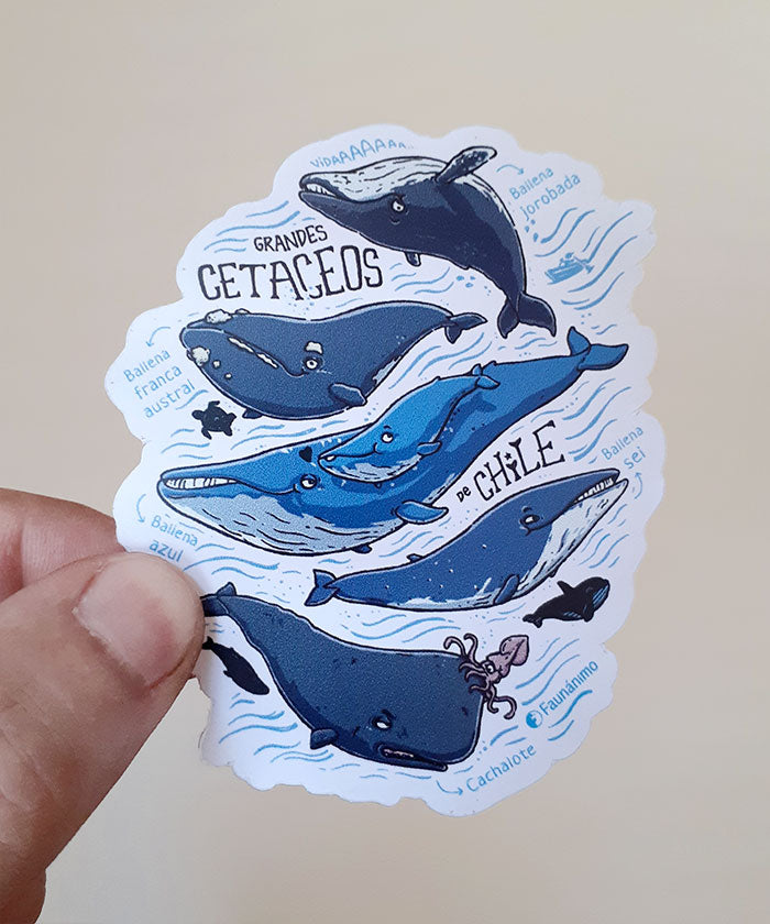 Sticker_tr1 – Grandes cetáceos de Chile