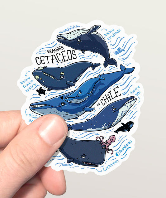 Sticker_tr1 – Grandes cetáceos de Chile