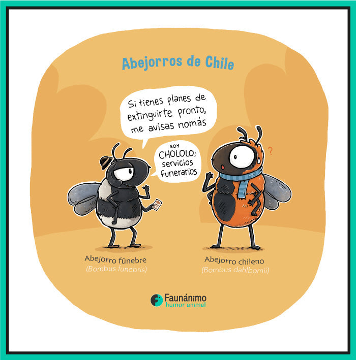 Chololo Abejorro