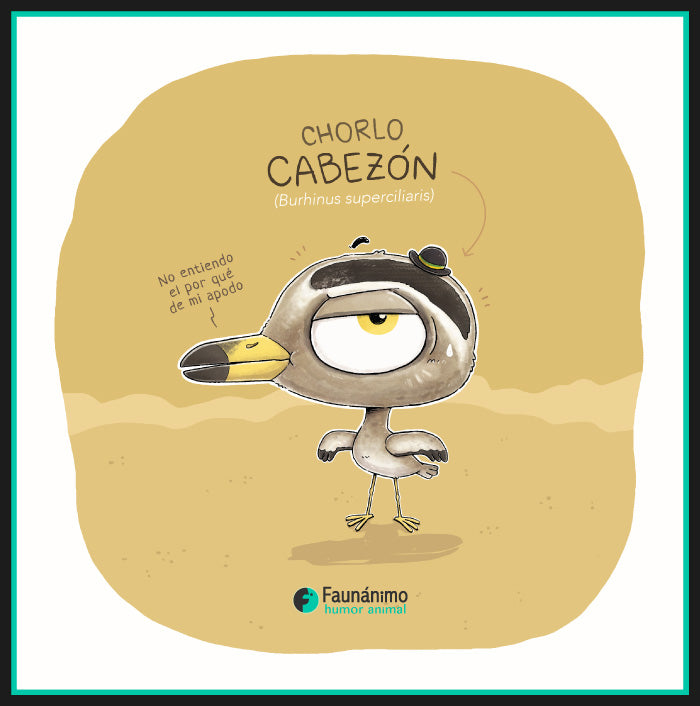 Chorlo cabezón (Hesperoburhinus superciliaris)