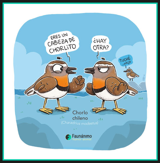Chorlo chileno (Charadrius modestus)