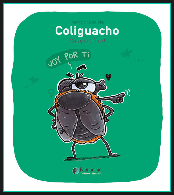 Coliguacho (Scaptia Lata)
