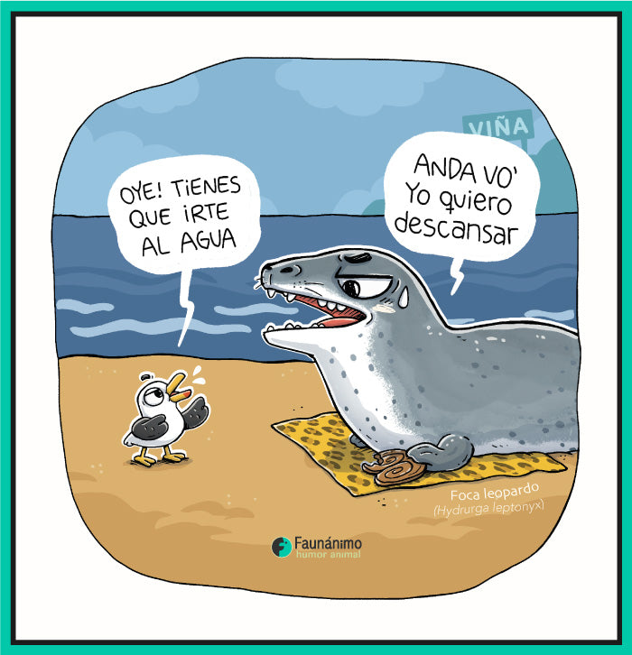 Foca leopardo en Viña