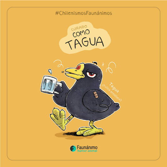 CHF - Como tagua