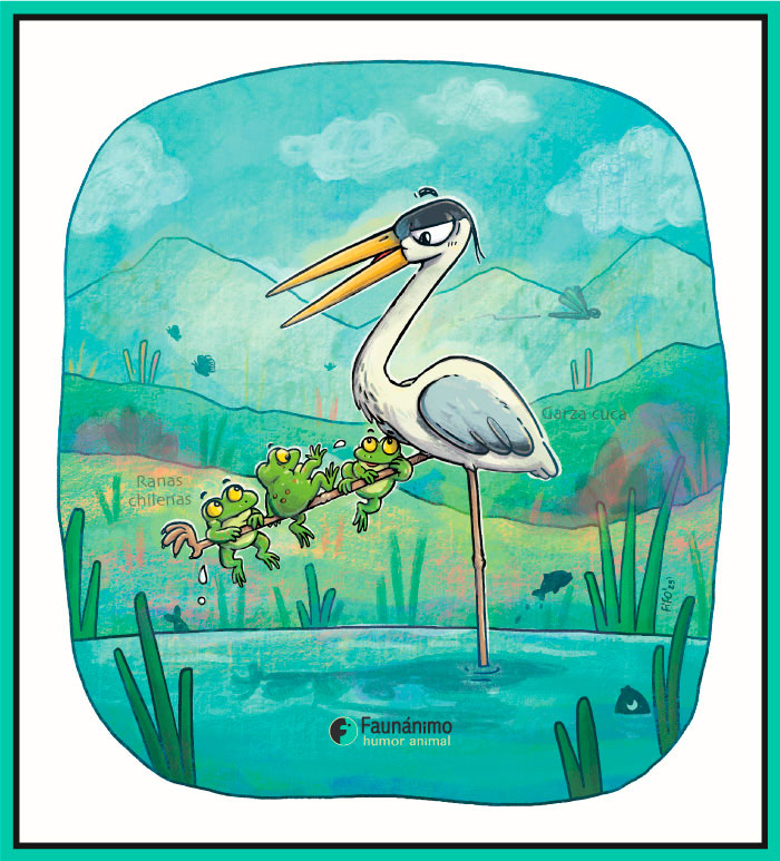 "La garza cuca y las ranas" (Concurso)