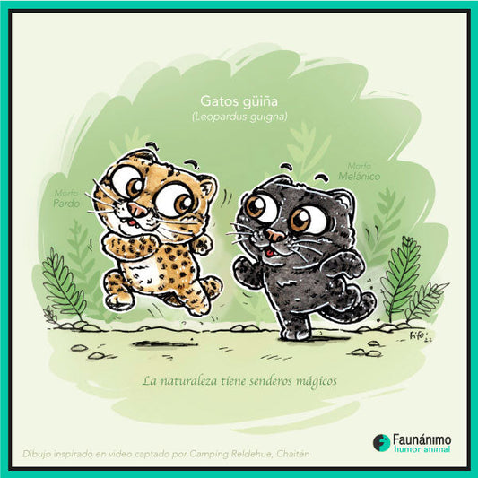 Gatos huiñas corriendo-video