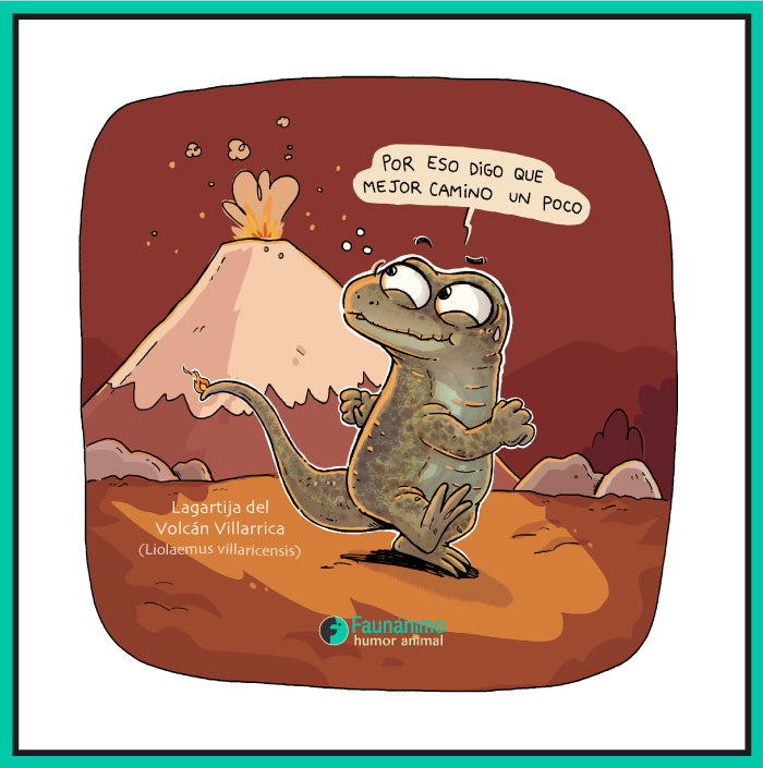 Lagartija en Volcán Villarrica