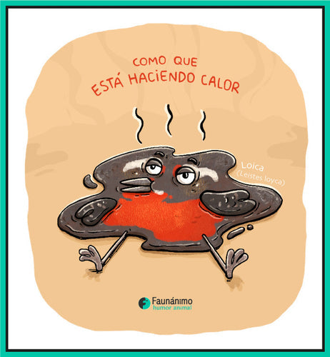 Loica calor