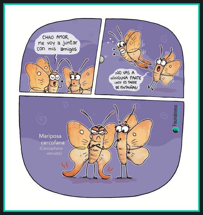 Mariposa cercofana
