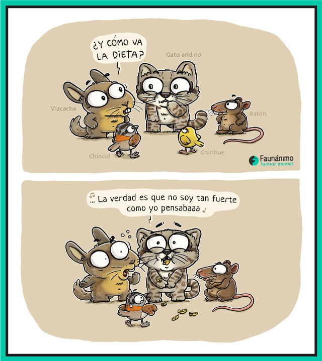 Gato andino - No soy tan fuerte