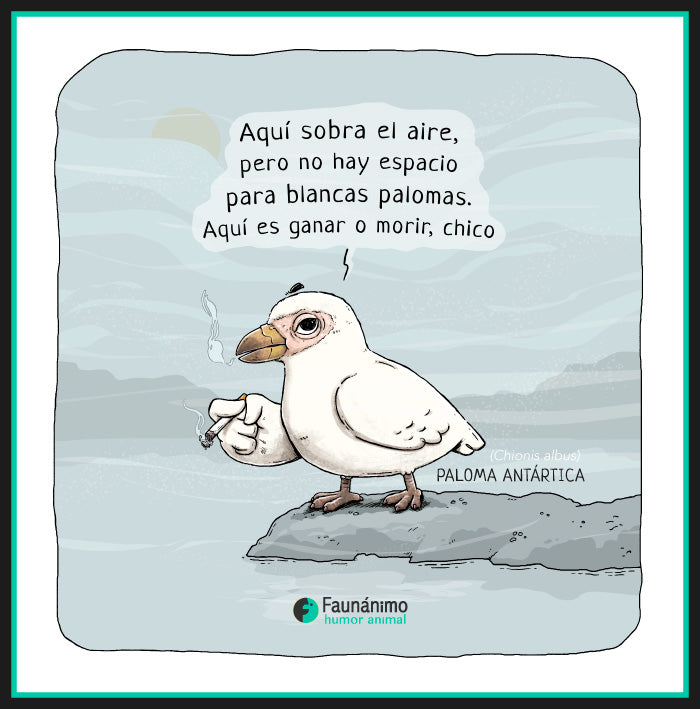 Paloma antártica (Chionis albus)