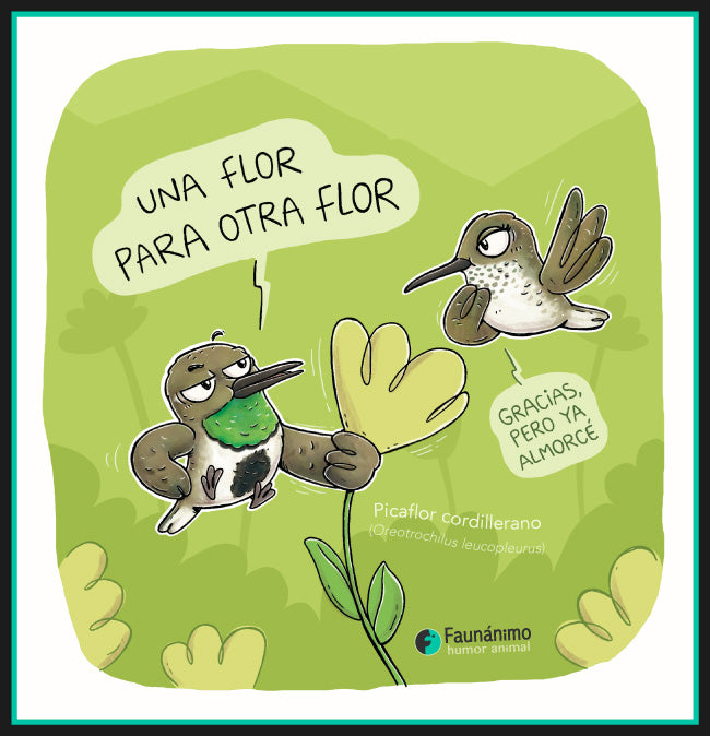 Picaflor cordillerano