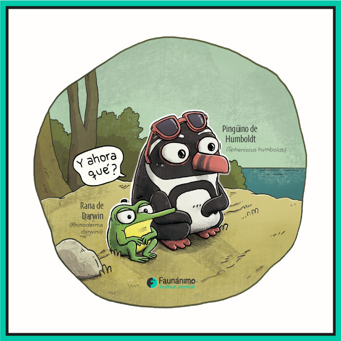 Pingüino y Ranita