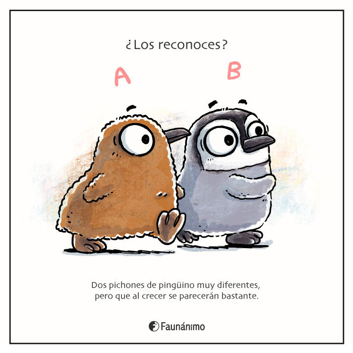 Pichones pingüinos