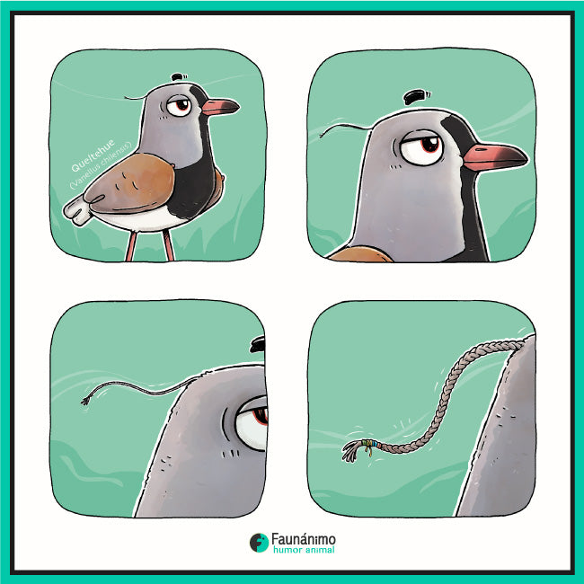 Queltehue con trenza