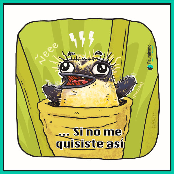 Sietecolores pichón