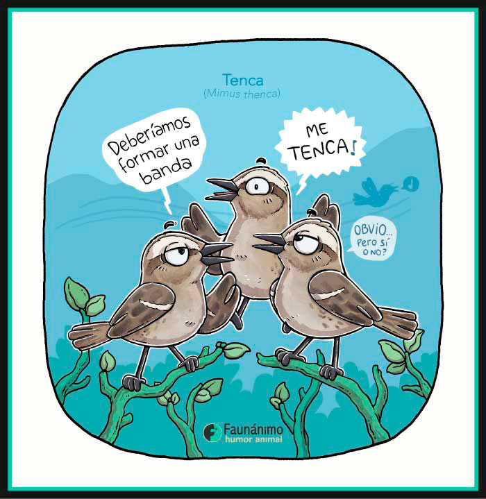 Tenca (Mimus thenca)