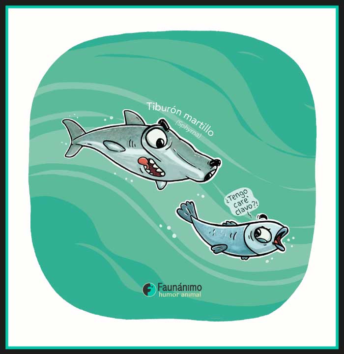 Tiburón martillo