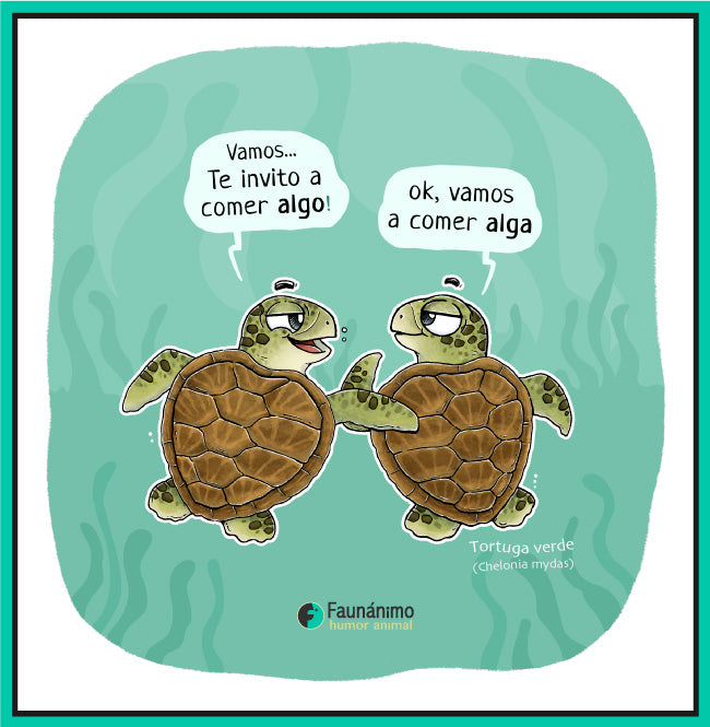 Tortugas comen alga