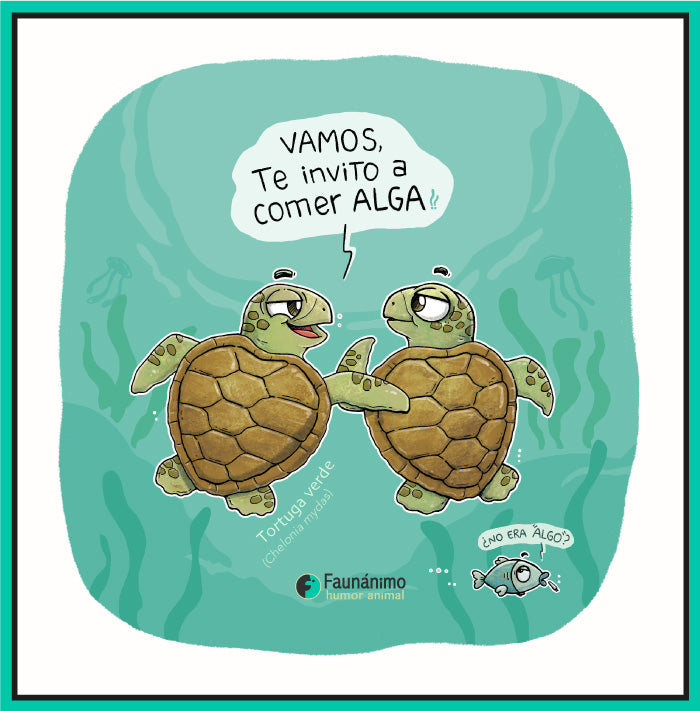 Tortugas Comer Alga