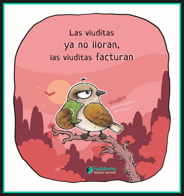 Viudita (Colorhamphus parvirostris)