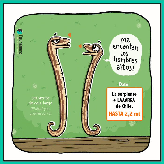 Serpiente larga