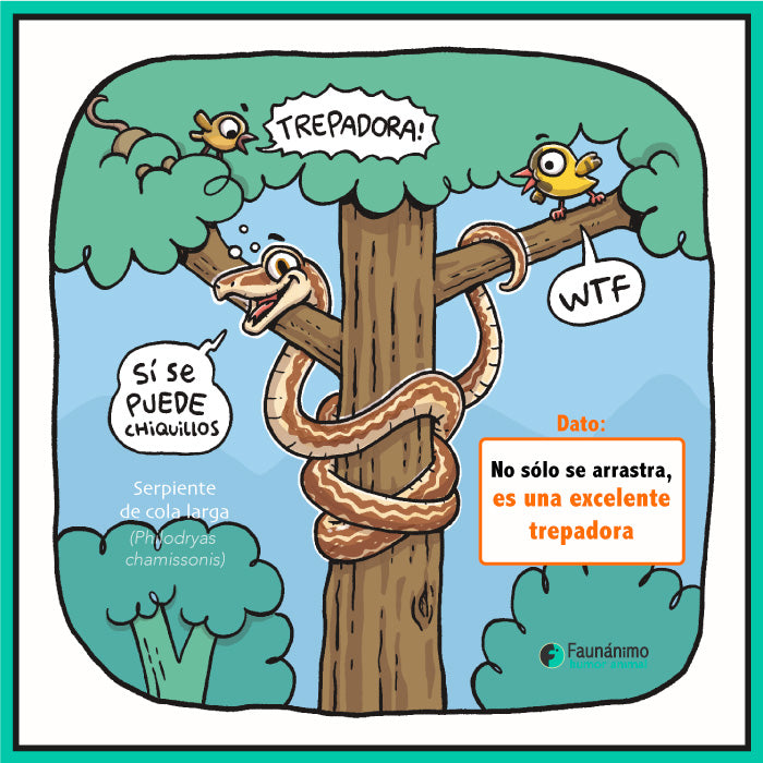 Serpiente trepadora